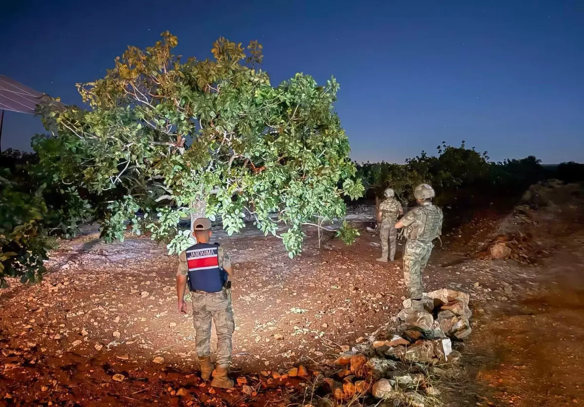Şanlıurfa’da Fıstık Hasadı ve Hırsızlık Önlemleri