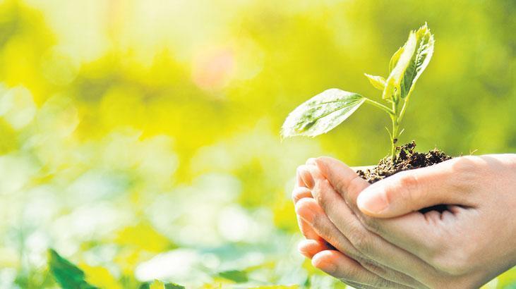 2.5 milyon ağaç tohumu doğayla buluşuyor