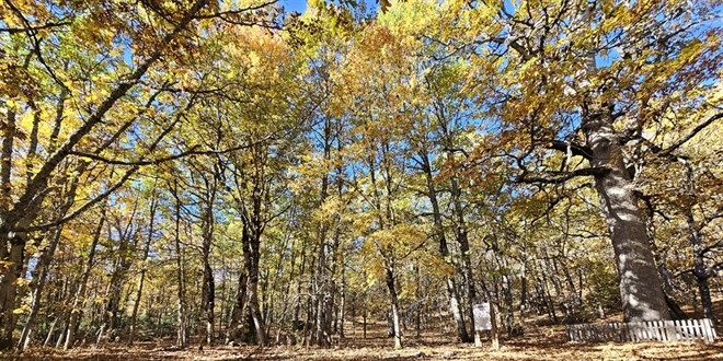 Dünyadaki tek orman! İzinsiz girişin cezası 557 bin 212 TL