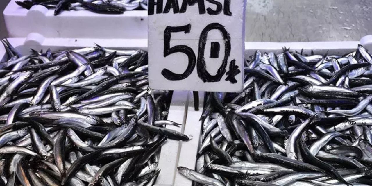 Kilosu 50 liraya düştü akın akın almaya gittiler