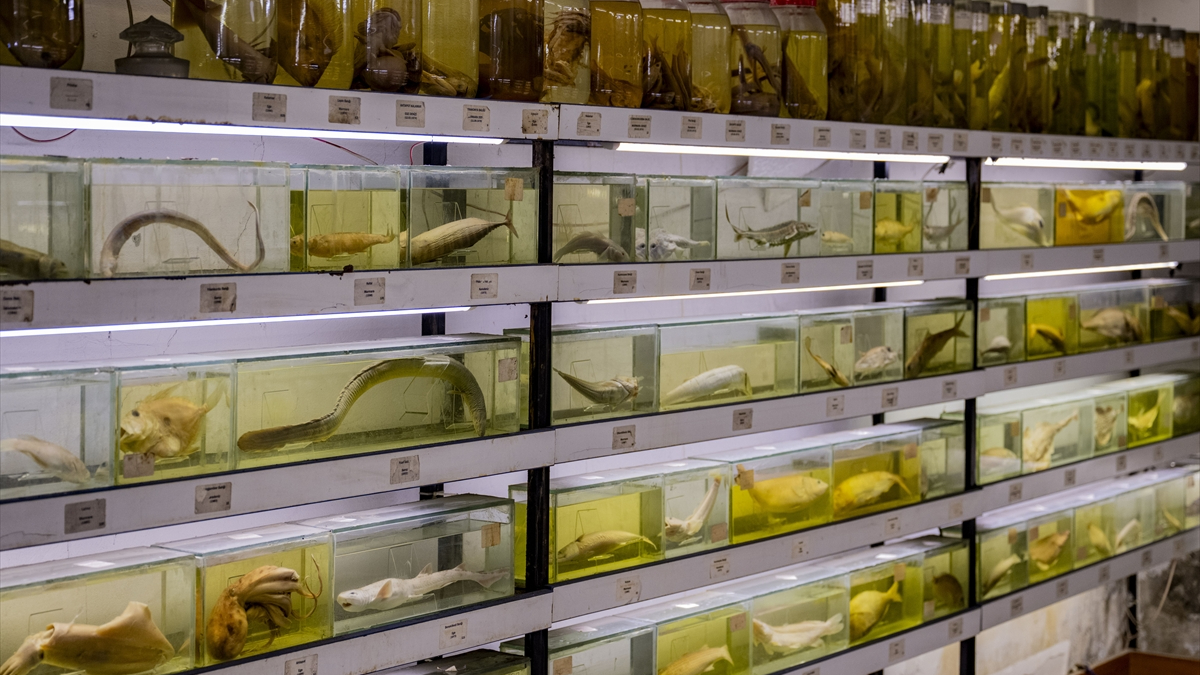 Türkiye’nin denizlerinde yaşayan balık türlerindeki azalma alarm veriyor