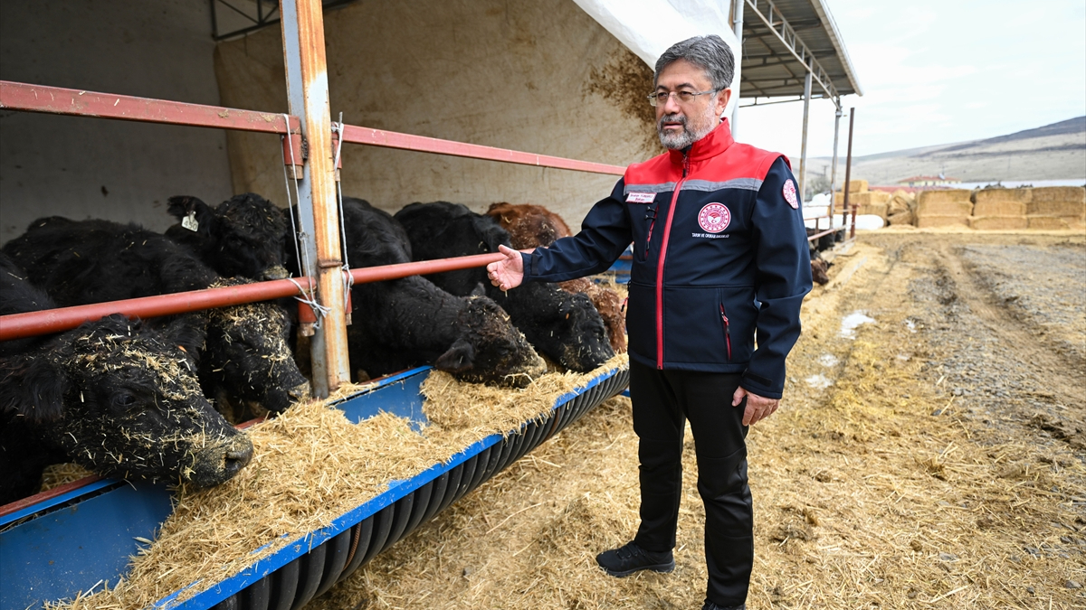 Kırmızı et üretimini artıracak projede hayvan teslimleri başladı