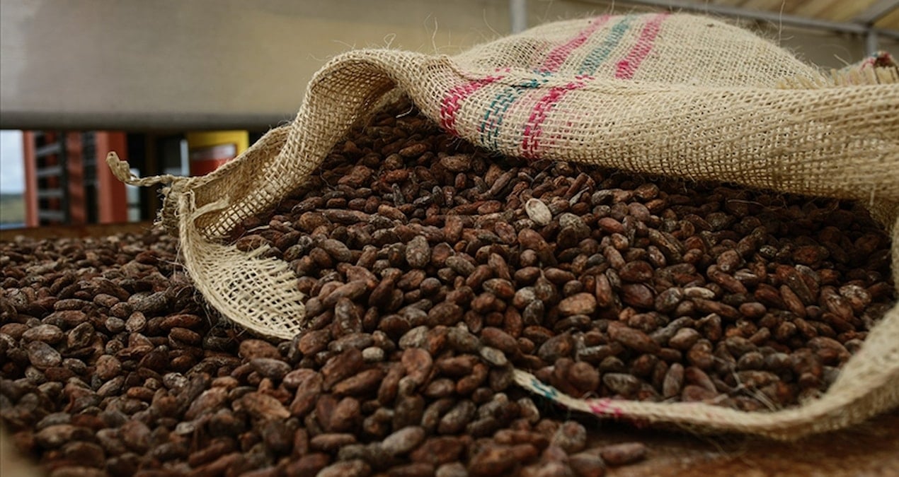 Kakaoda düşüş ivmesi sürüyor: Ton fiyatı 12 günde çakıldı