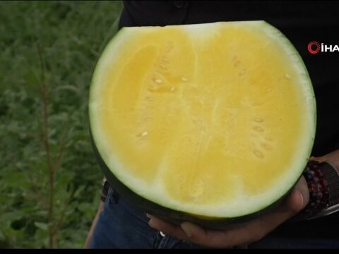 Bu karpuzu görenler hayrete düşüyor: kabuğu yeşil, içi sarı
